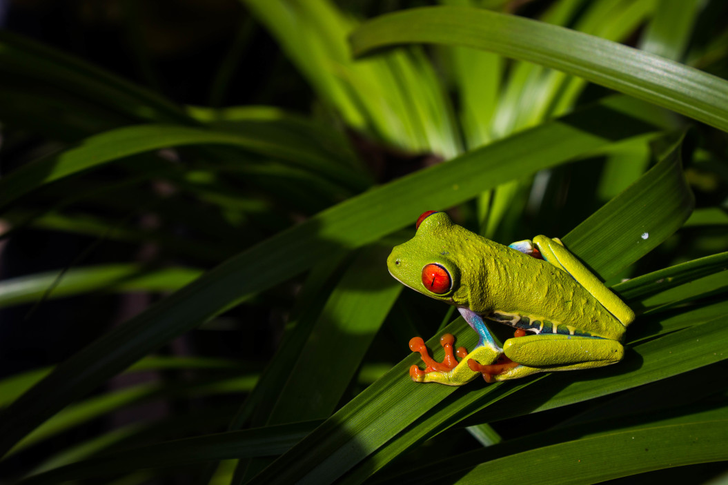 Costa Rica